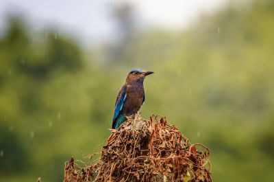 Hinduracke / Indian Roller