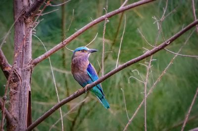 Hinduracke / Indian Roller