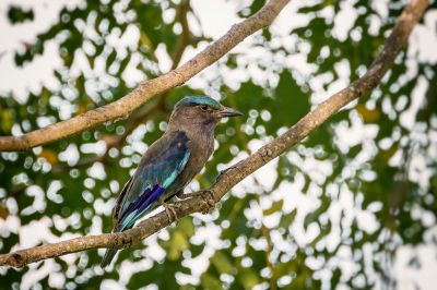 Hinduracke / Indian Roller