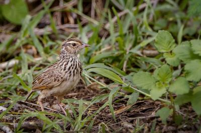 Indochinalerche / Indochinese Bushlark