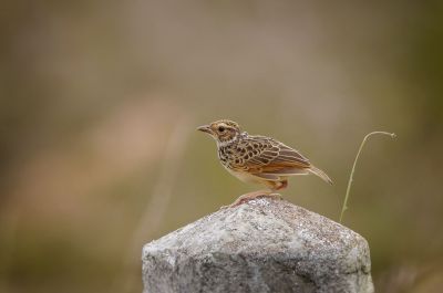 Indochinalerche / Indochinese Bushlark