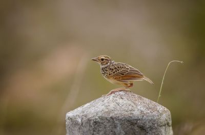 Indochinalerche / Indochinese Bushlark