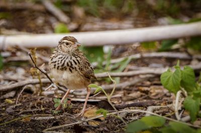 Indochinalerche / Indochinese Bushlark