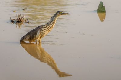 Prachtreiher / Javan Pond Heron
