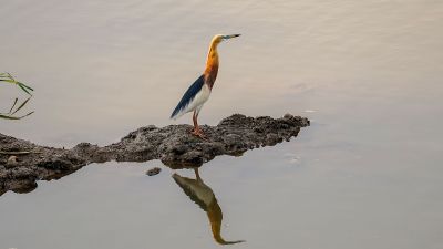 Prachtreiher / Javan Pond Heron