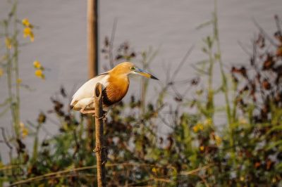 Prachtreiher / Javan Pond Heron