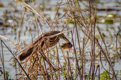 Prachtreiher / Javan Pond Heron