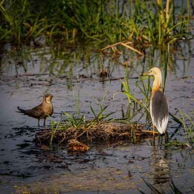 Prachtreiher / Javan Pond Heron - Orientbrachschwalbe / Oriental Pratincole