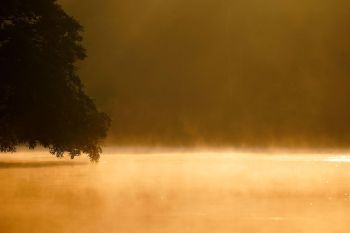 Morgentliche Nebelschwaden über dem Kinabatangan River, Borneo