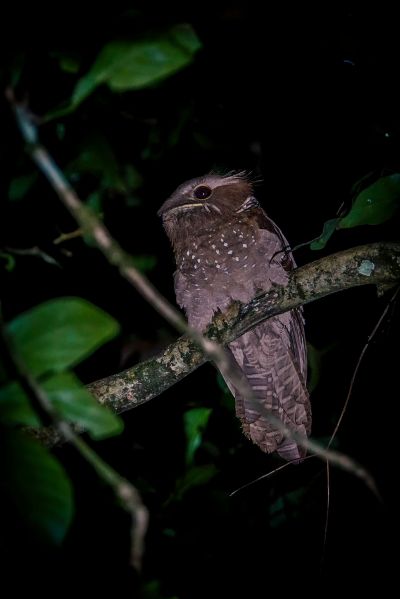 Riesenfroschmaul / Large Frogmouth