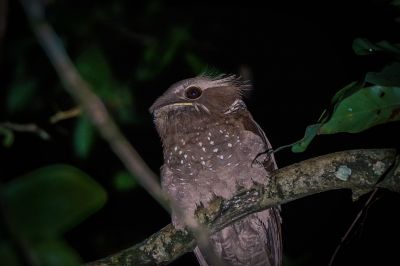 Riesenfroschmaul / Large Frogmouth