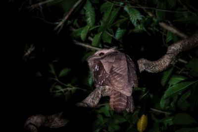 Riesenfroschmaul / Large Frogmouth