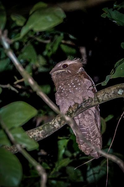 Riesenfroschmaul / Large Frogmouth