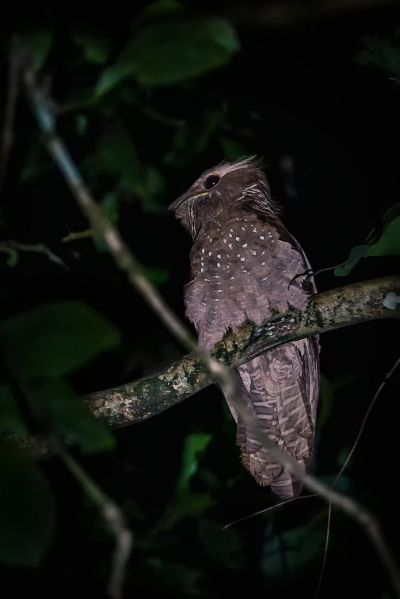 Riesenfroschmaul / Large Frogmouth