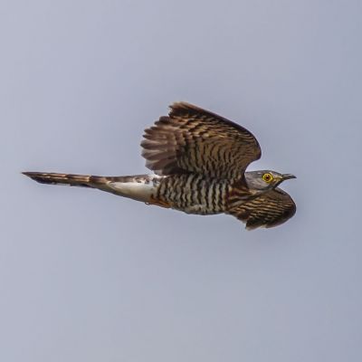 Sperberkuckuck / Large Hawk-Cuckoo