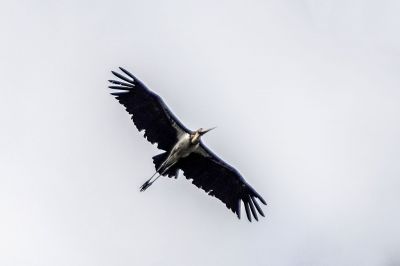 Sunda-Marabu - Kleiner Adjutant / Lesser Adjutant