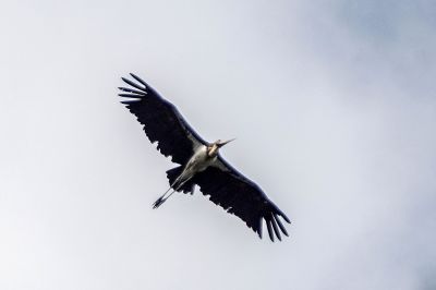 Sunda Marabu, oder Kleiner Adjutant / Lesser Adjutant