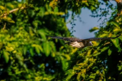 Braunschwanz-Seeadler / Lesser fish eagle