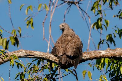 Braunschwanz-Seeadler / Lesser fish eagle