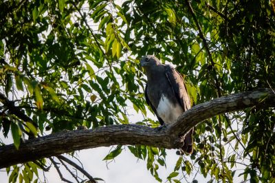 Braunschwanz-Seeadler / Lesser fish eagle