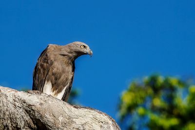 Braunschwanz Seeadler / Lesser Fish Eagle