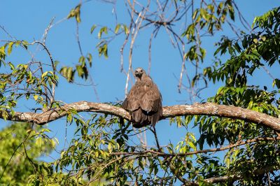 Braunschwanz-Seeadler / Lesser fish eagle