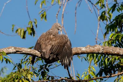 Braunschwanz Seeadler / NEAR THREATENED