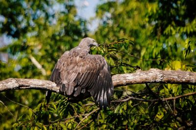 Braunschwanz-Seeadler / Lesser fish eagle