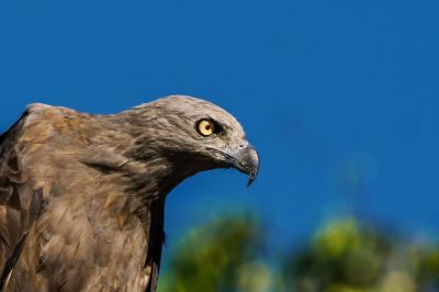 Braunschwanz-Seeadler / Lesser fish eagle