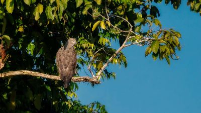 Braunschwanz-Seeadler / Lesser fish eagle