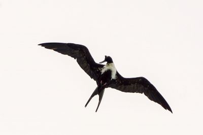 Arielfregattvogel (W) / Lesser Frigatebird