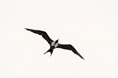 Arielfregattvogel (W) / Lesser Frigatebird