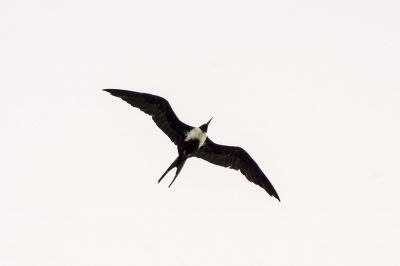 Arielfregattvogel (W) / Lesser Frigatebird