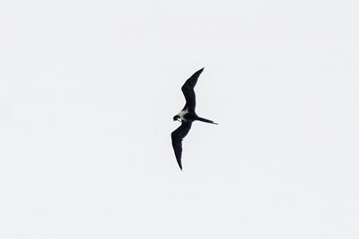 Arielfregattvogel (W) / Lesser Frigatebird