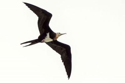 Arielfregattvogel (J) / Lesser Frigatebird