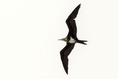 Arielfregattvogel (J) / Lesser Frigatebird