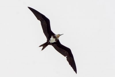 Arielfregattvogel (J) / Lesser Frigatebird