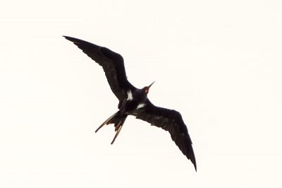 Arielfregattvogel (M) / Lesser Frigatebird