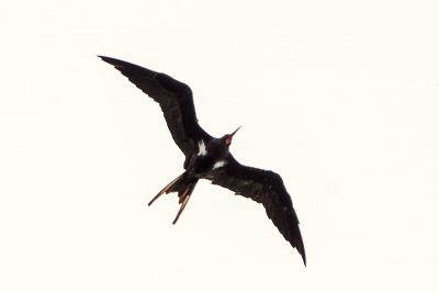 Arielfregattvogel (M) / Lesser Frigatebird