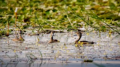 Zwergpfeifgans - Javapfeifgans / Lesser Whistling-duck - Lesser Whistling Teal