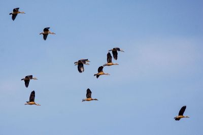 Zwergpfeifgans - Javapfeifgans / Lesser Whistling-duck (Lesser Whistling Teal)