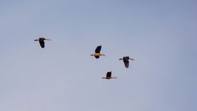 Zwergpfeifgans - Javapfeifgans / Lesser Whistling-duck (Lesser Whistling Teal)