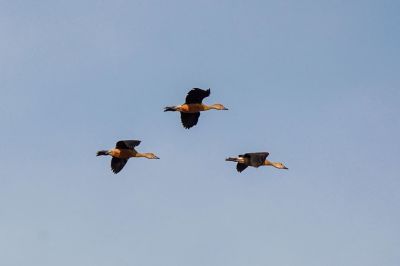 Zwergpfeifgans - Javapfeifgans / Lesser Whistling-duck (Lesser Whistling Teal)