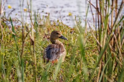 Zwergpfeifgans - Javapfeifgans / Lesser Whistling-duck - Lesser Whistling Teal