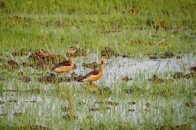 Zwergpfeifgans - Javapfeifgans / Lesser Whistling-duck - Lesser Whistling Teal