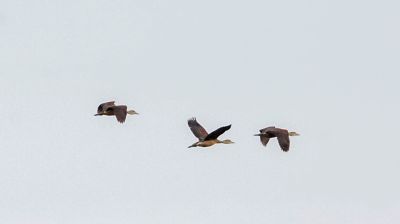 Zwergpfeifgans - Javapfeifgans / Lesser Whistling-duck (Lesser Whistling Teal)