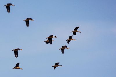 Zwergpfeifgans - Javapfeifgans / Lesser Whistling-duck (Lesser Whistling Teal)