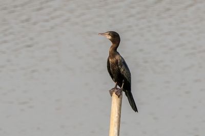 Schwarzscharbe / Little Cormorant