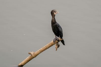 Schwarzscharbe / Little Cormorant