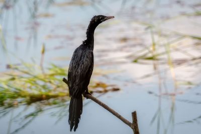 Schwarzscharbe / Little Cormorant